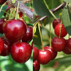 Čerešňa-višňa DUO 2in1 (Prunus avium x cerasus) ´TAMARA´ + ´DEBRECINI BOTERMO´- výška 130-160 cm, kont. C5L